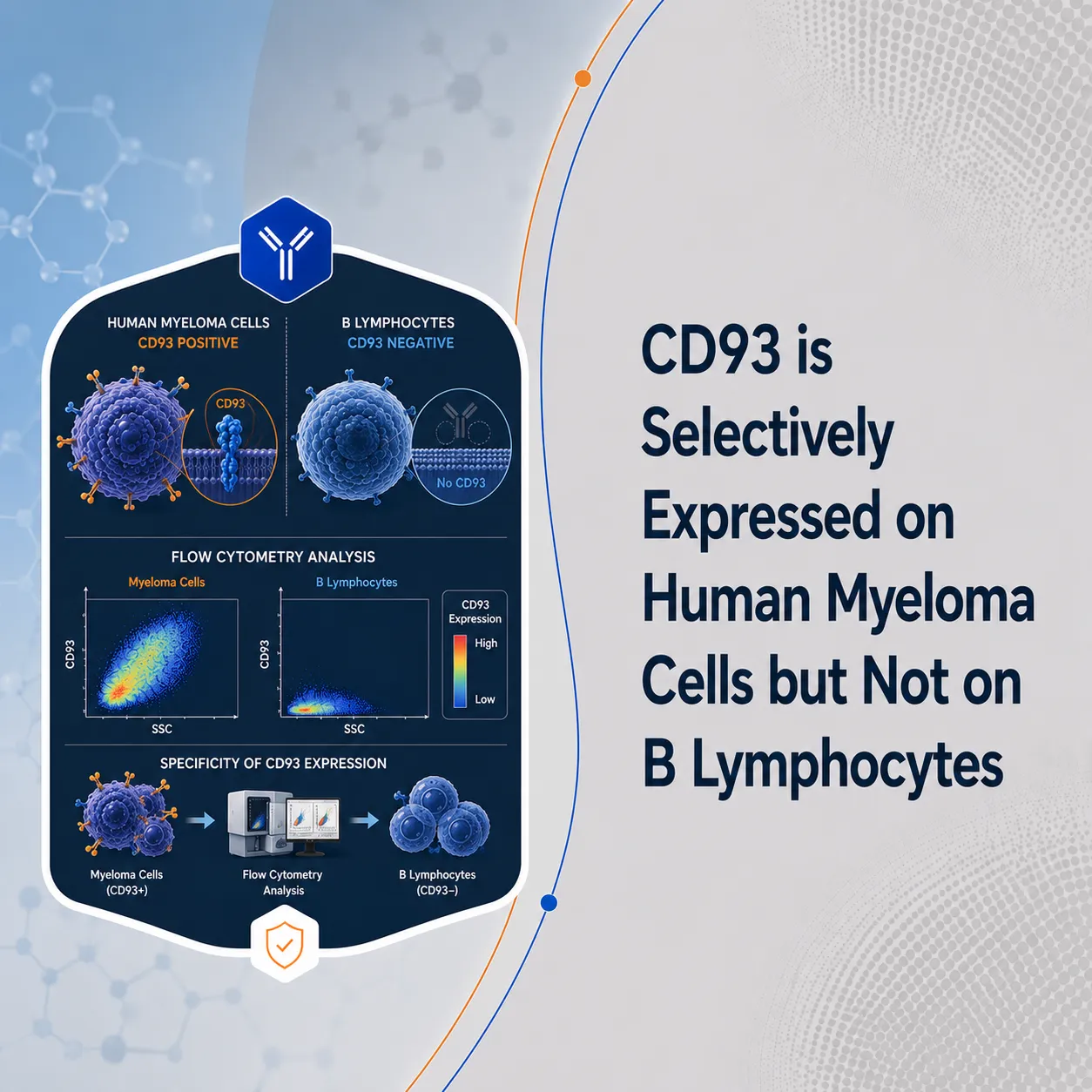 CD93 is Selectively Expressed
