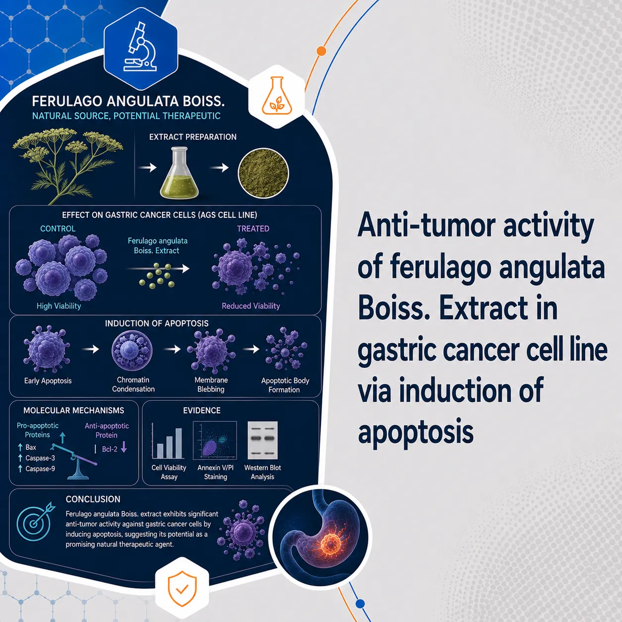 Anti-tumor activity of ferulago angulata Boiss. Extract