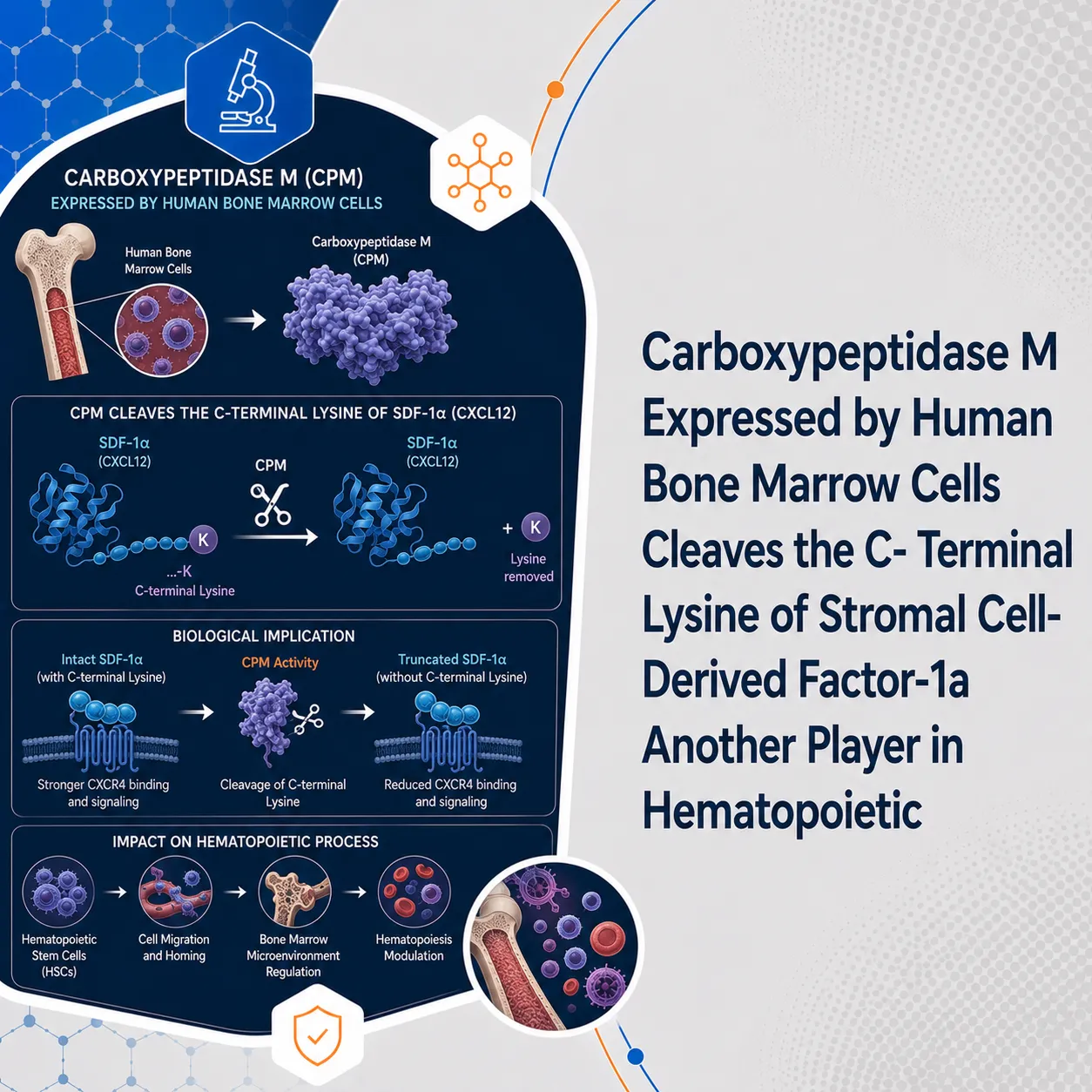Carboxypeptidase M Expressed by Human Bone Marrow Cells