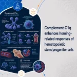 Complement C1q enhances homing-related responses of hematopoietic stem/progenitor cells