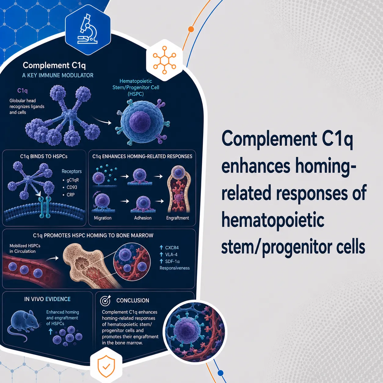 Complement C1q enhances homing-related responses