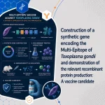 Construction of a synthetic gene encoding the Multi-Epitope of Toxoplasma gondii and demonstration of the relevant recombinant protein production:A vaccine candidate