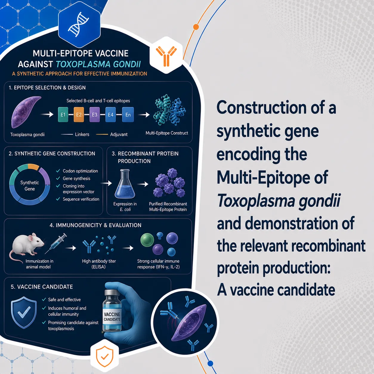 Construction of a synthetic gene encoding the Multi-Epitope