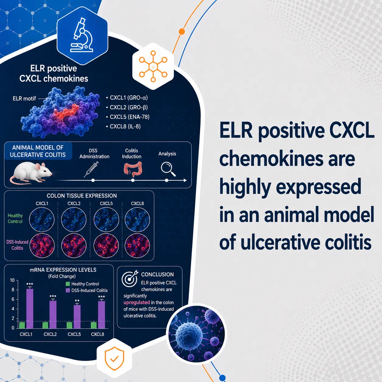 ELR positive CXCL chemokines are highly expressed in an animal model