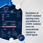 Elucidation of CXCR7-mediated signaling events and inhibition of CXCR4- mediated tumor cell transendothelial migration by CXCR7 ligands