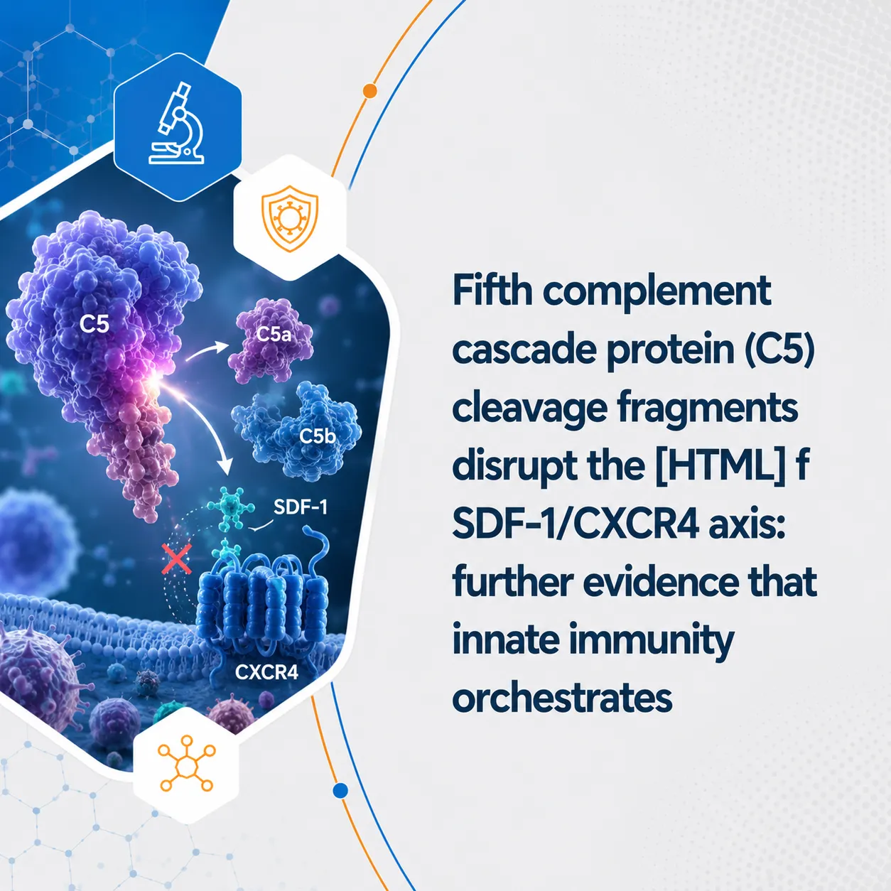 Fifth complement cascade protein (C5) cleavage fragments disrupt