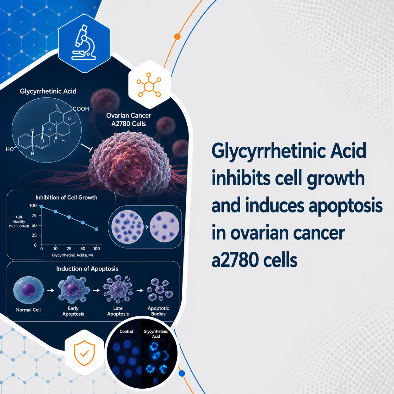 Glycyrrhetinic Acid inhibits cell growth and induces apoptosis