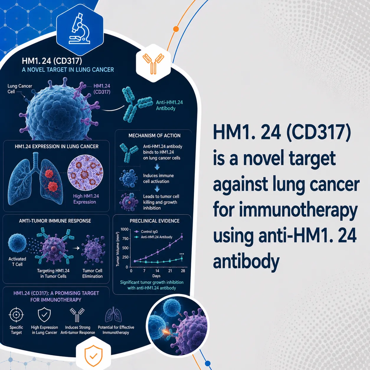 HM1. 24 (CD317) is a novel target against lung cancer