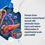 Human bone marrow mesenchymal stromal cells attenuate tissue injury and reduce inflammation in experimental acute pancreatitis