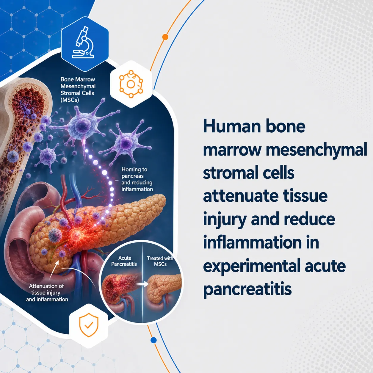 Human bone marrow mesenchymal stromal cells attenuate tissue injury
