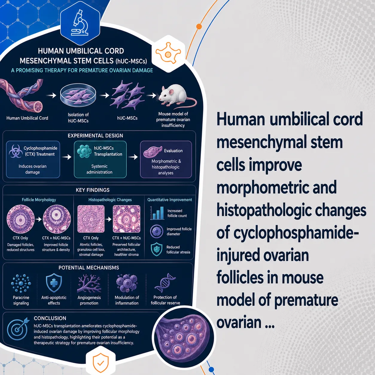 Human umbilical cord mesenchymal stem cells improve morphometric