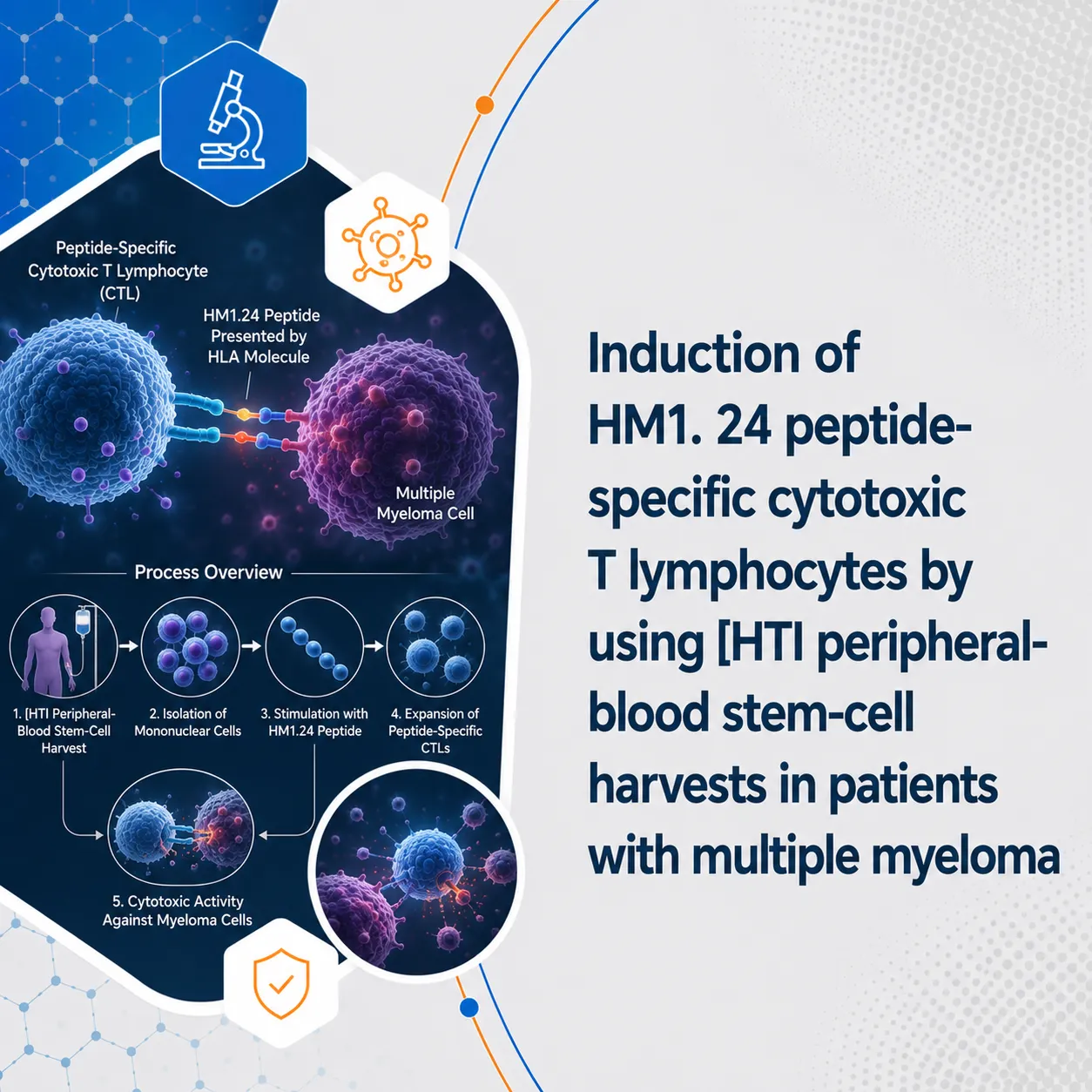 Induction of HM1. 24 peptide-specific cytotoxic T lymphocytes