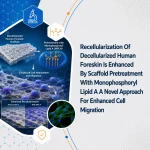 Recellularization Of Decellularized Human Foreskin Is Enhanced By Scaffold Pretreatment With Monophosphoryl Lipid A A Novel Approach For Enhanced Cell Migration
