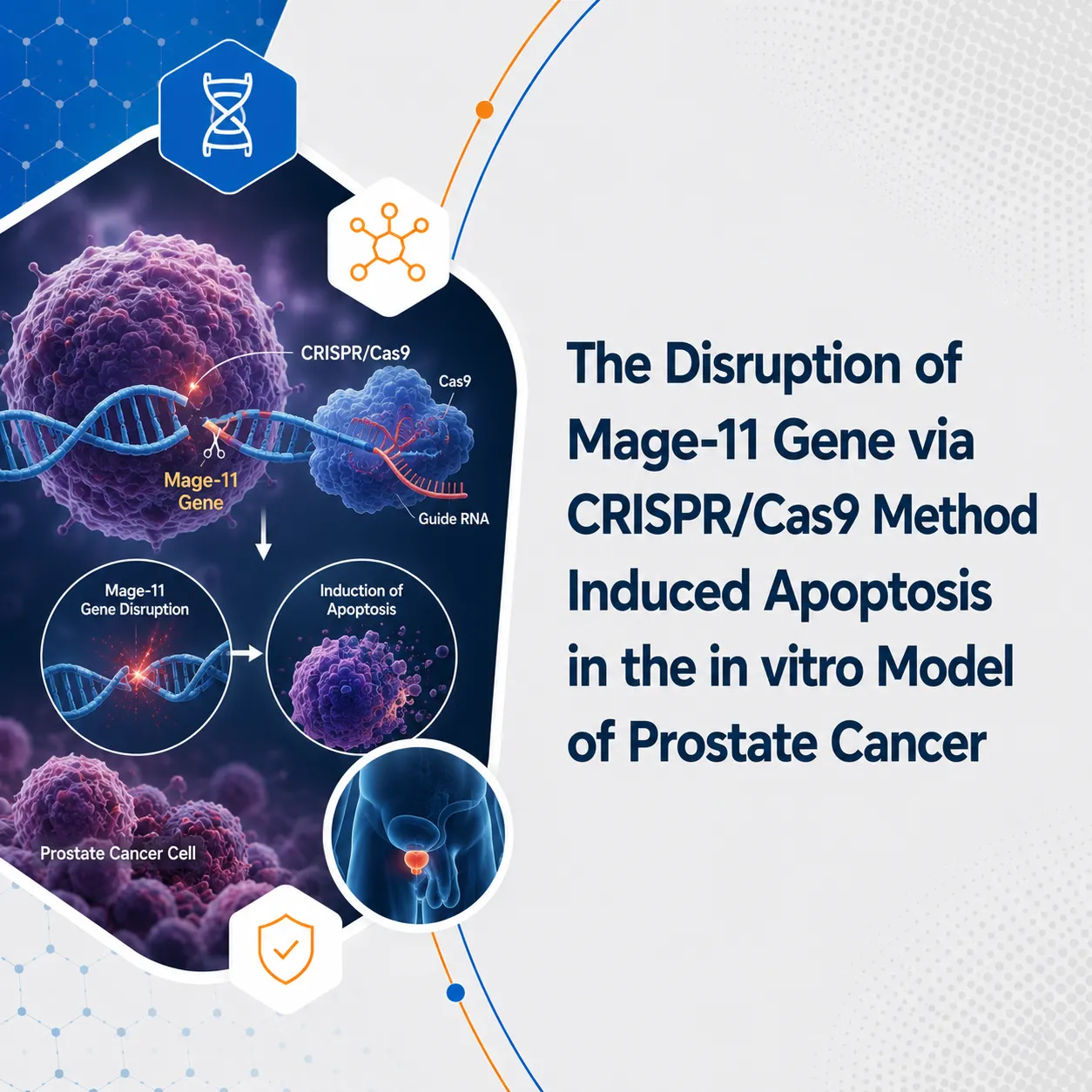 The Disruption of Mage-11 Gene via CRISPRCas9 Method