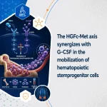 The HGFc-Met axis synergizes with G-CSF in the mobilization of hematopoietic stemprogenitor cells
